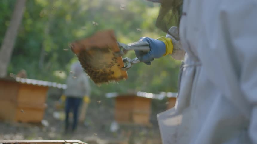 Beekeeper pulling out wood beehive frame from box and inspecting it