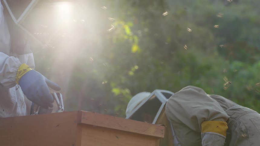 Beekeepers smoke the apiary