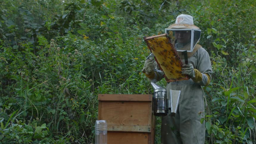 A beekeeper checks on her hives