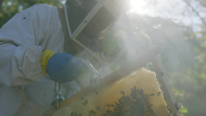 A beekeeper lifts the honeycomb up