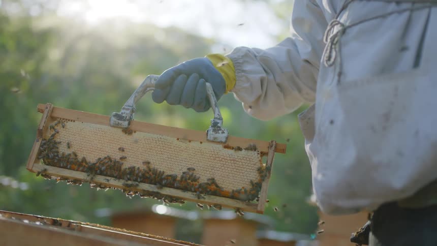 Woman wearing protective gear examines beehive and uses smoke