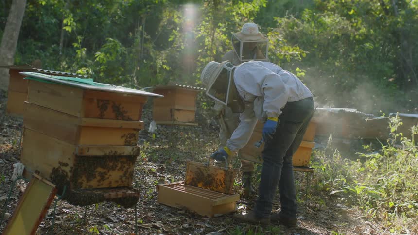 Two beekeepers work by the apiary
