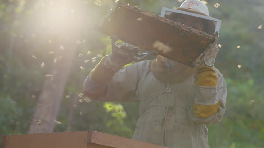 Beekeeper wearing protective gear examines parts of hive as bees fly around