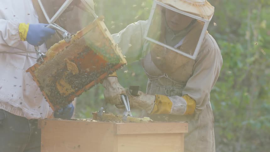 Beekeepers work on an apiary
