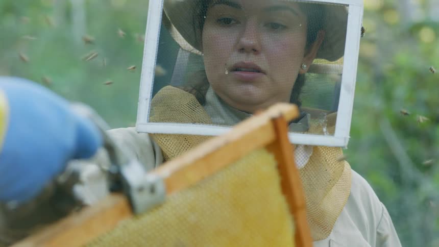 A beekeeper takes the honeycomb