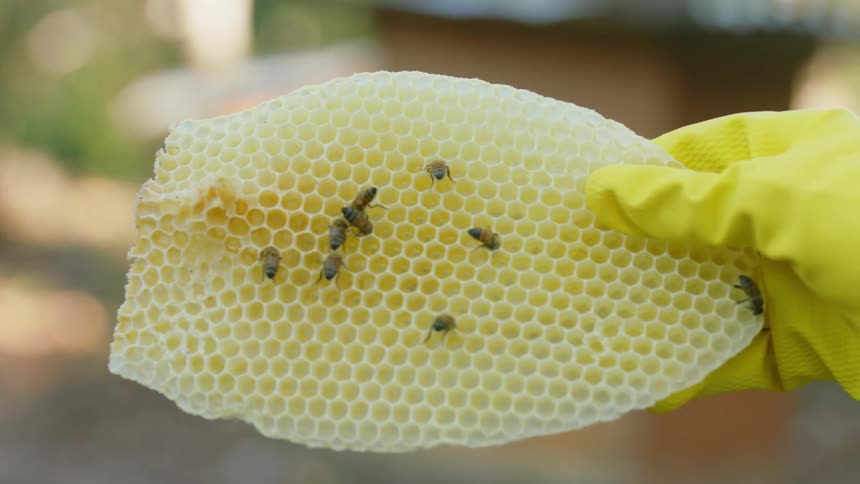 Yellow gloved hand holding large honeycomb with a few bees on it