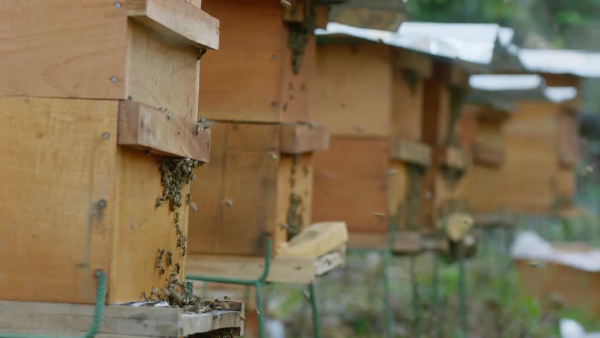 An apiary of wooden bee hives with bees flying and landing