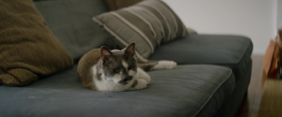 A cat is resting on a grey couch looking around