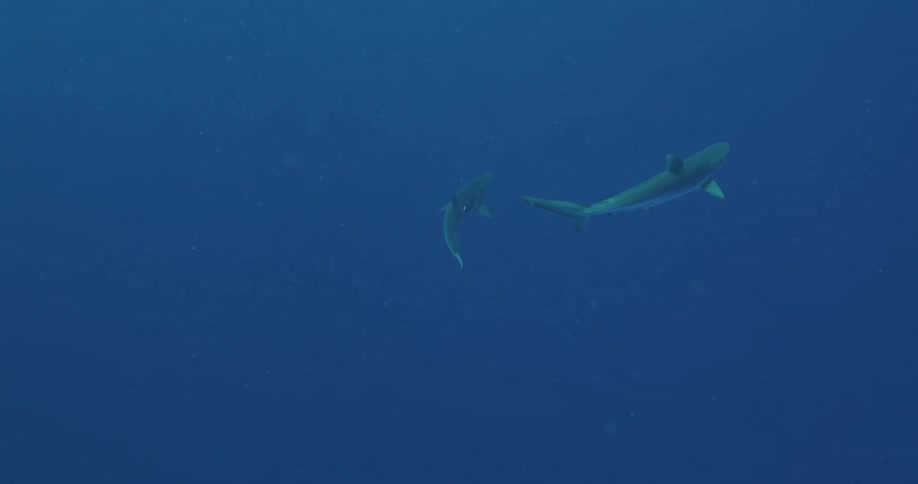 A pair of sharks swim together underwater
