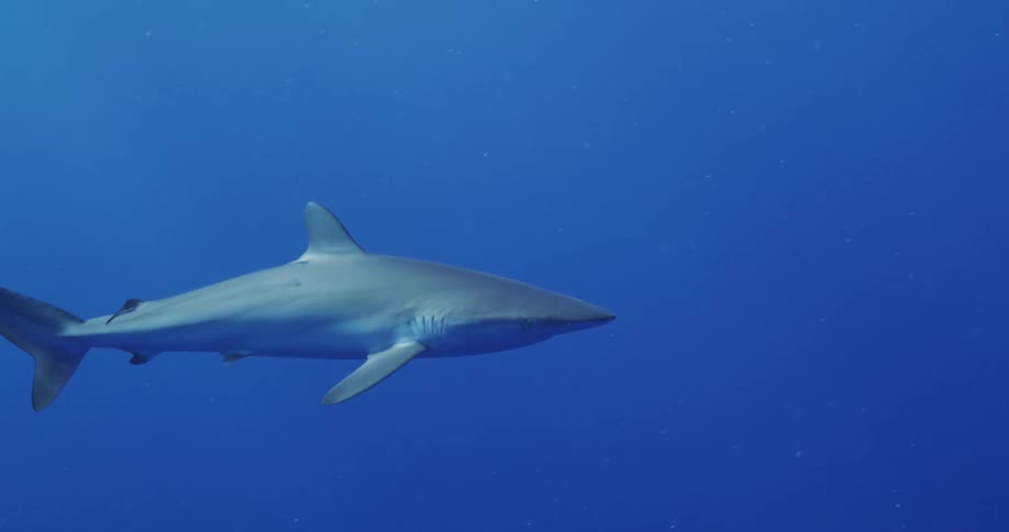 Shark swims in ocean