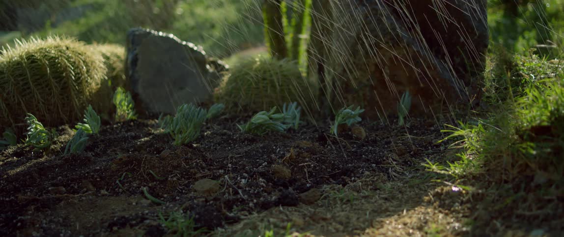 Several plants and small cacti are being wet by sprinkling water