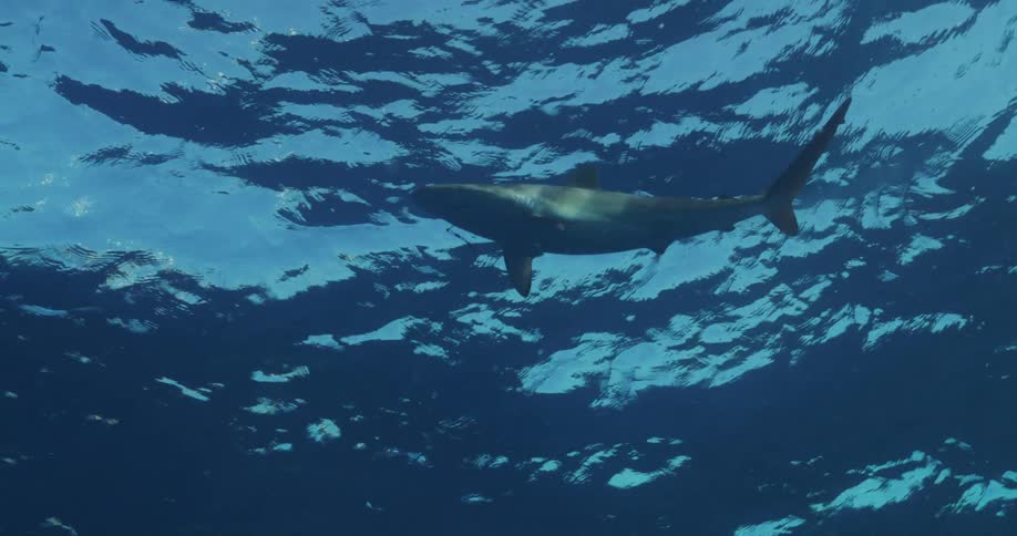 A lone shark calmly swims just beneath the surface of the ocean