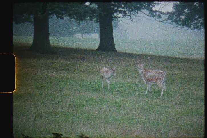 A heard of deer are walking around near trees on a hillside