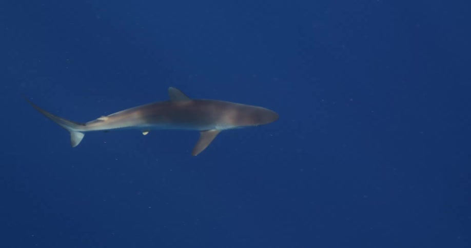 Shark swims in ocean