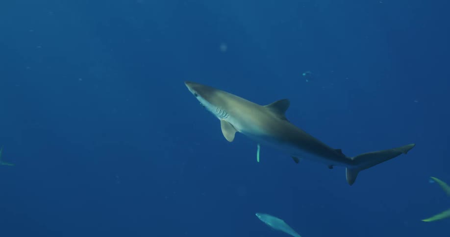 Sharks and fish are swimming in the ocean water
