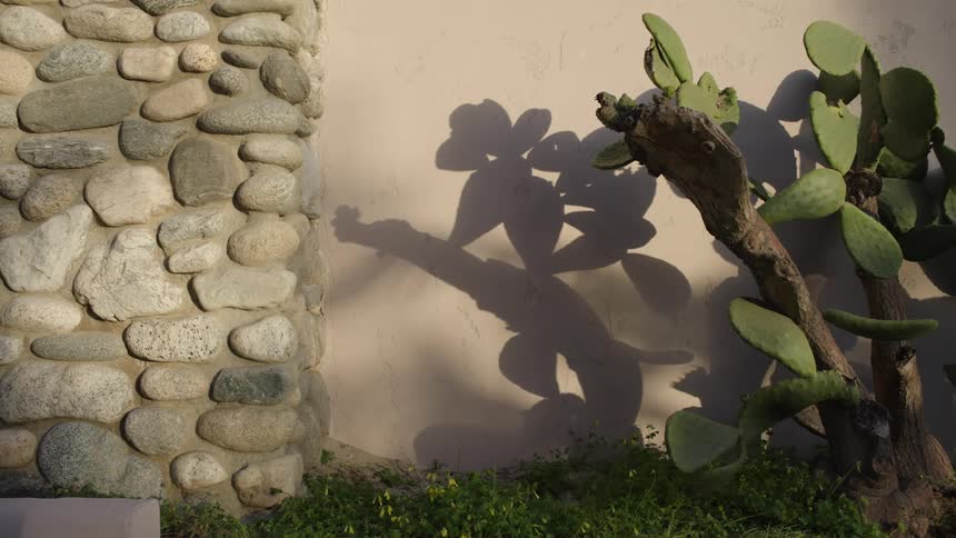 A cactus is outside the home