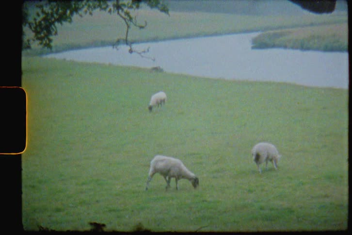 Sheep grazes in water meadow