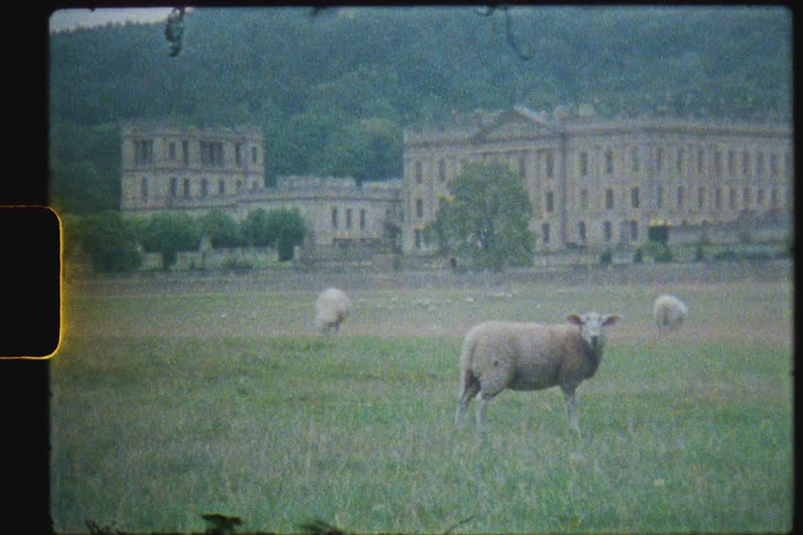 Sheep are standing on the field
