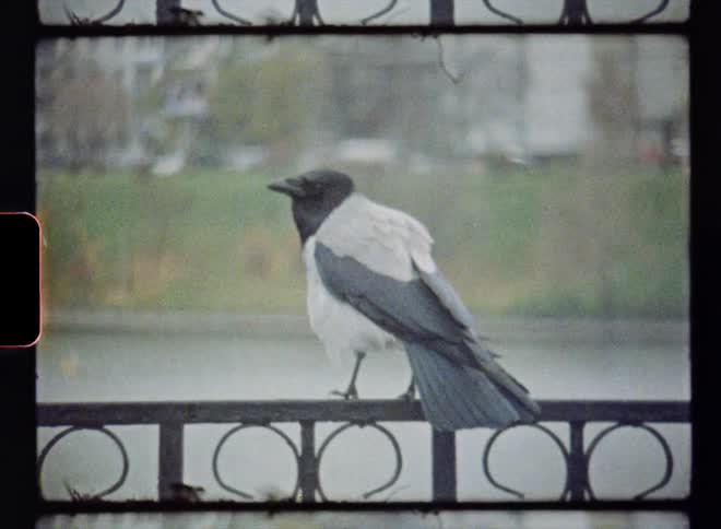 A vintage film of a bird on a fence crowing with cars in the background