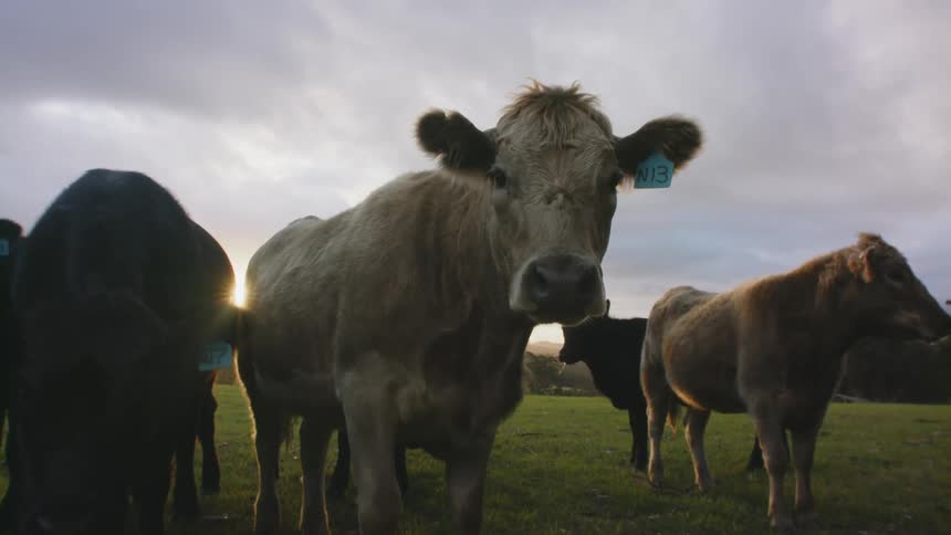 Herd of cattle wearing ear tags stand on the grassy field under a cloudy sky