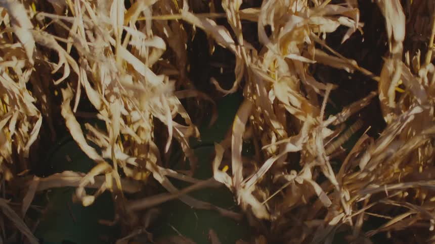 A combine is working the crops