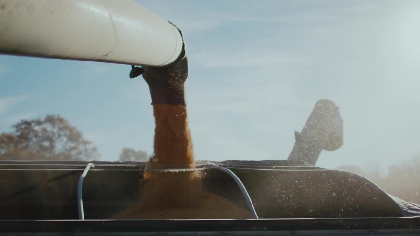 Grain being dumped into a grain trailer