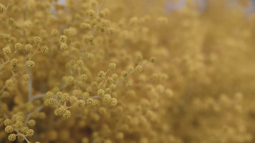 Clusters of yellow buds on branches