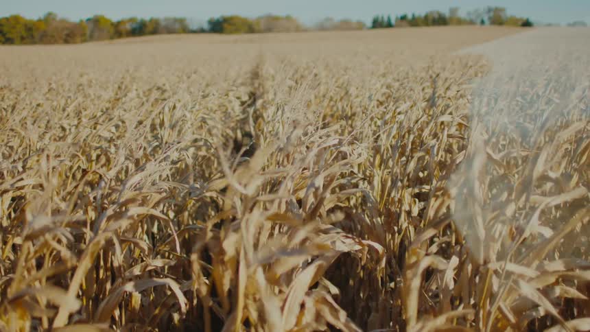 The crops are moving on the farm