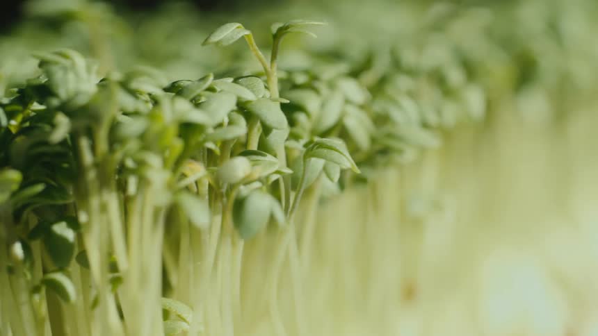 A view of plants with green leaves Cress
