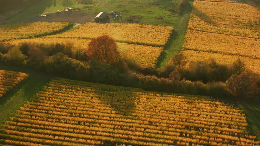 Bright sunlight shines down on rows of crops in a field