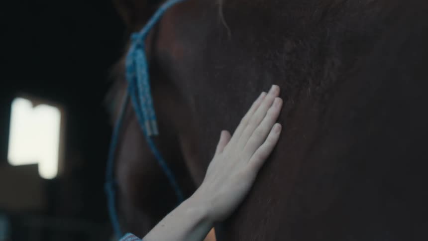 A girl is petting a horse