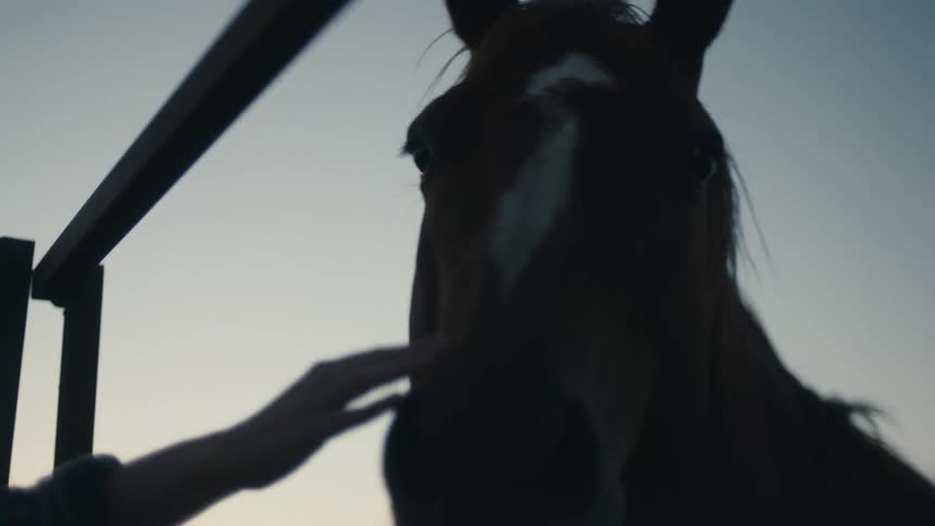 A woman pets the horse