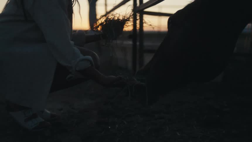A woman kneels beside a corral as she feeds hay to a horse through the fencing at sunset