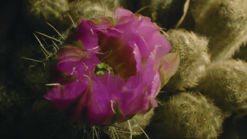 Blossom on cactus plant opens slowly