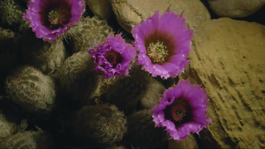 Flowers on cacti growing near textured stones slowly open and close under flickering light cast by lighting