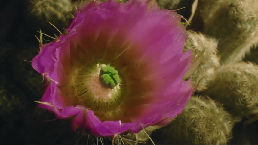 A time lapse of a flower blooming on a cactus