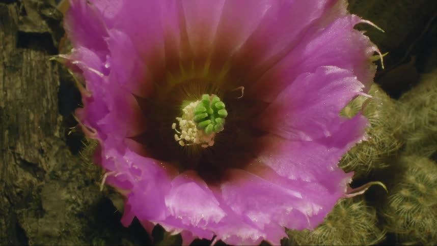 The flower moves underwater
