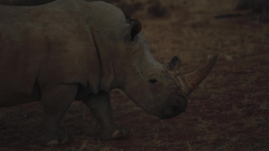 A rhinoceros walking through the savannah