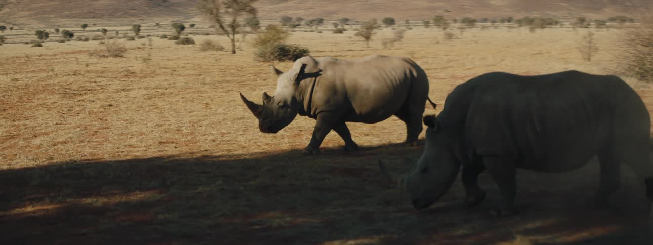 Two rhinoceros grazing on plains of the savannah