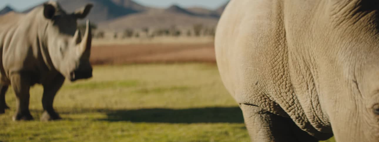 Rhinoceros graze in a grass field
