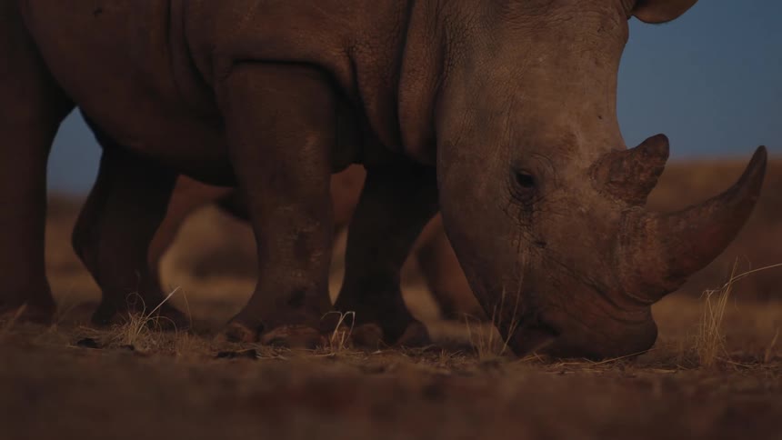 Two rhinos graze on grass