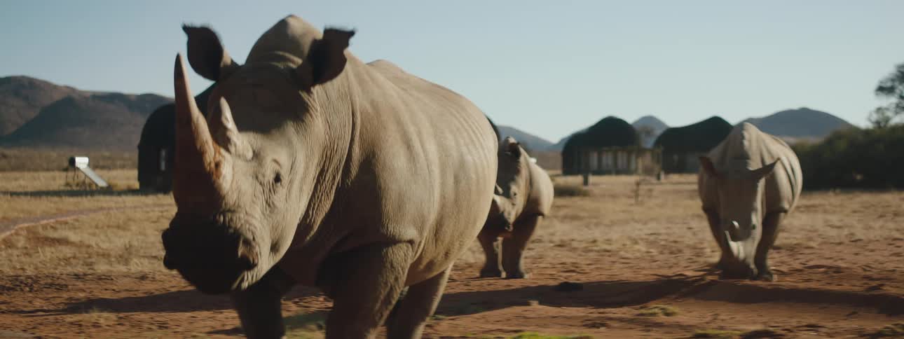Rhinos graze in a field near a village with huts