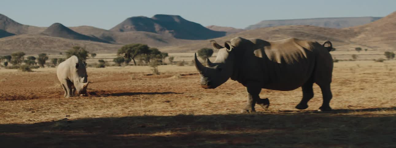Two African rhinoceros grazing on plains of the savannah