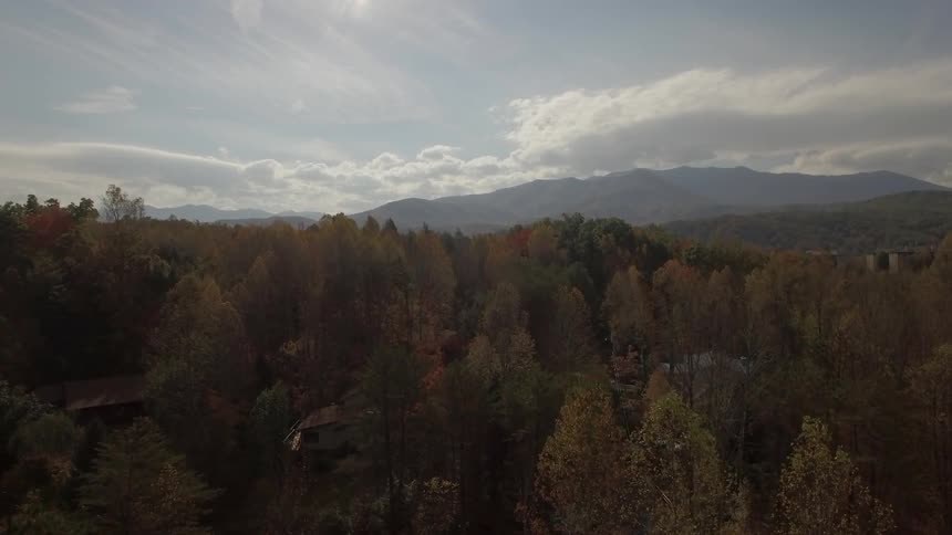 A forest on a partly cloudy day