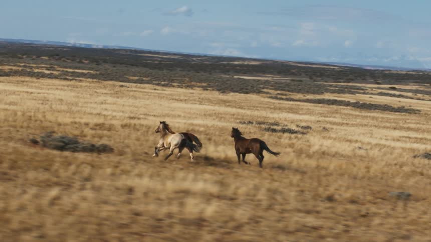Three horses gallop together through an open field