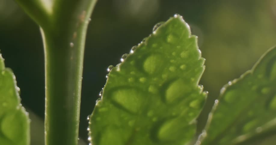 The leaves are covered in rain
