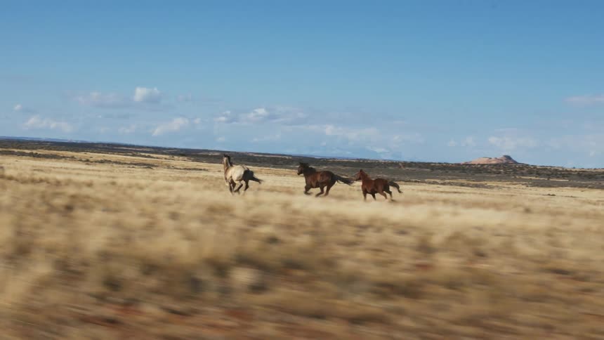 Horses galloping fast across a wide open landscape