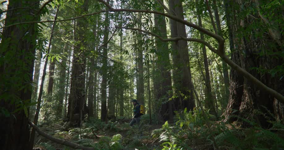 A man is hiking through a forest during spring