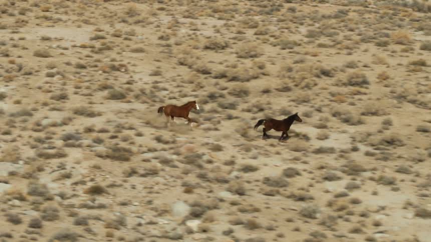 Horses run through the desert
