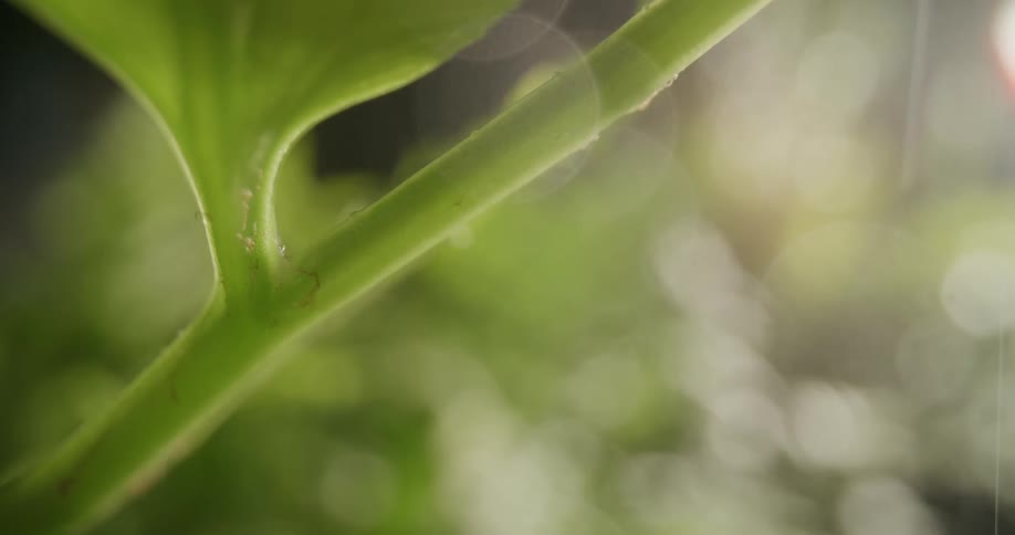 Close up view of rain pouring on tropical plants